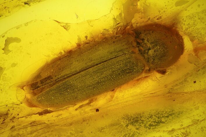 Detailed Fossil Beetle (Coleoptera) In Baltic Amber #128298